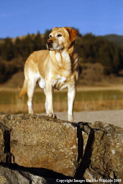 Yellow Labrador Retriever