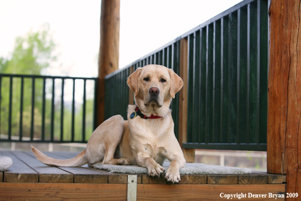 Yellow Labrador Retriever on deck