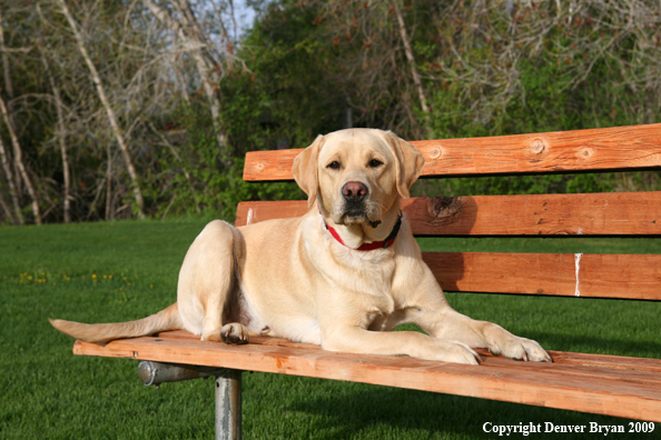 Yellow Labrador Retriever on bench