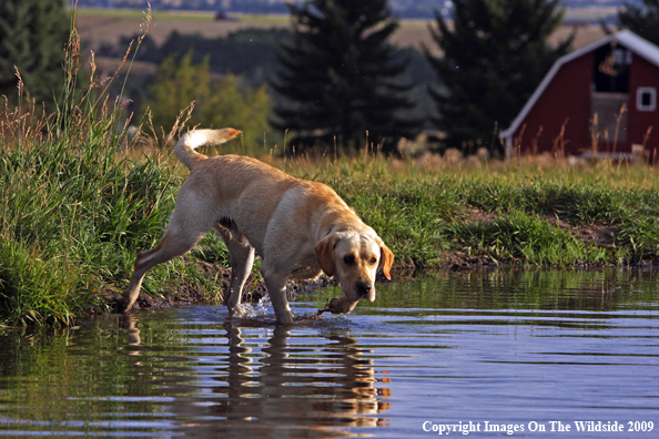 Yellow Labrador Retriever in field