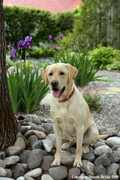 Yellow Labrador Retriever by flowers