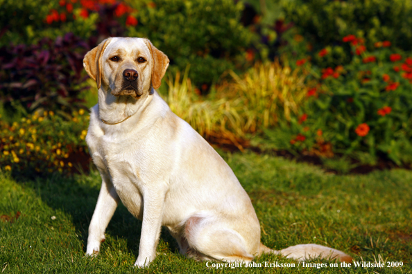 Yellow Labrador Retriever 