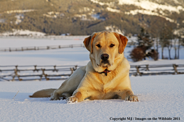 Yellow Labrador Retriever 