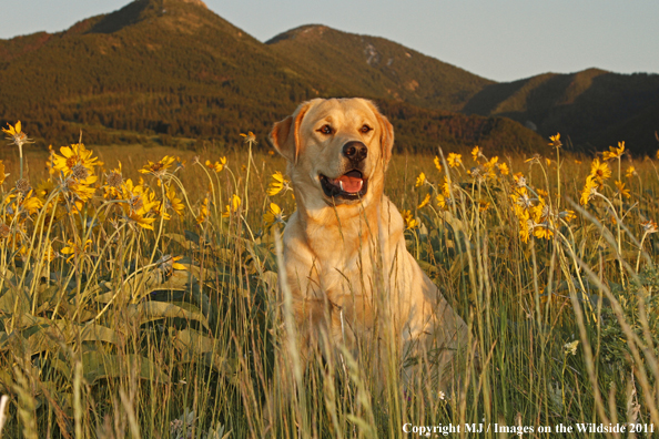 Yellow Labrador Retriever.