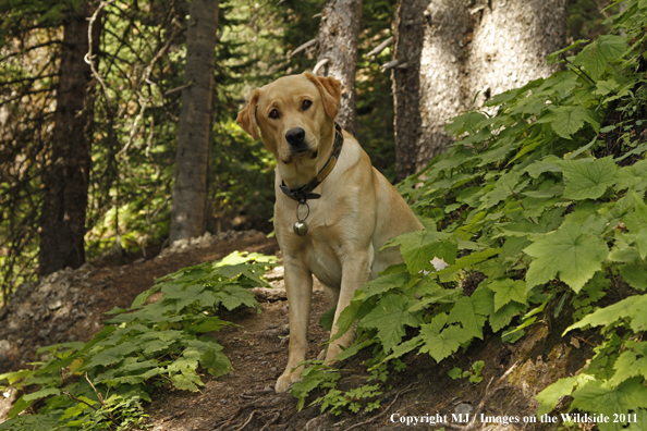 Yellow Labrador Retriever.