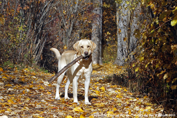 Yellow Labrador Retriever with stick. 