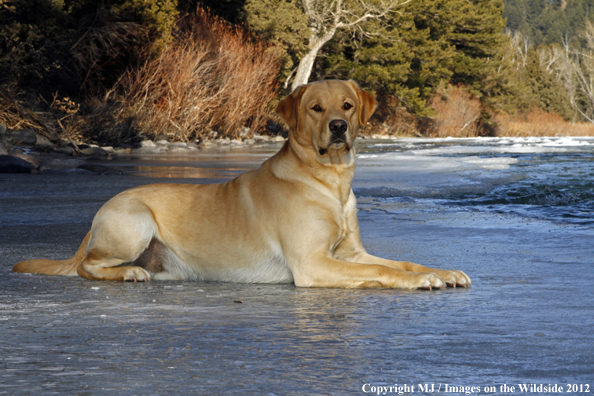 Yellow Labrador Retriever in winter. 