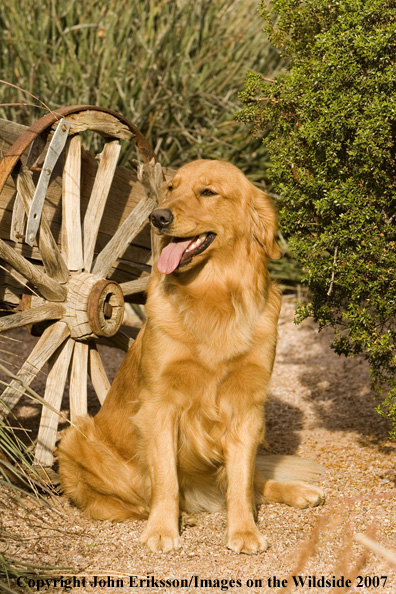 Golden Retriever 