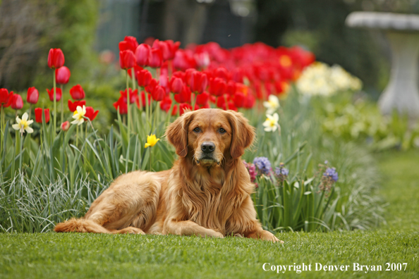 Golden Retriever
