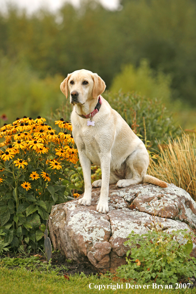Yellow Labrador Retriever