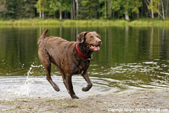 Chesapeake Bay Retriever