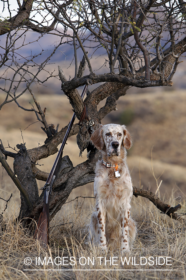 English Setter with bagged Mearn's quail.