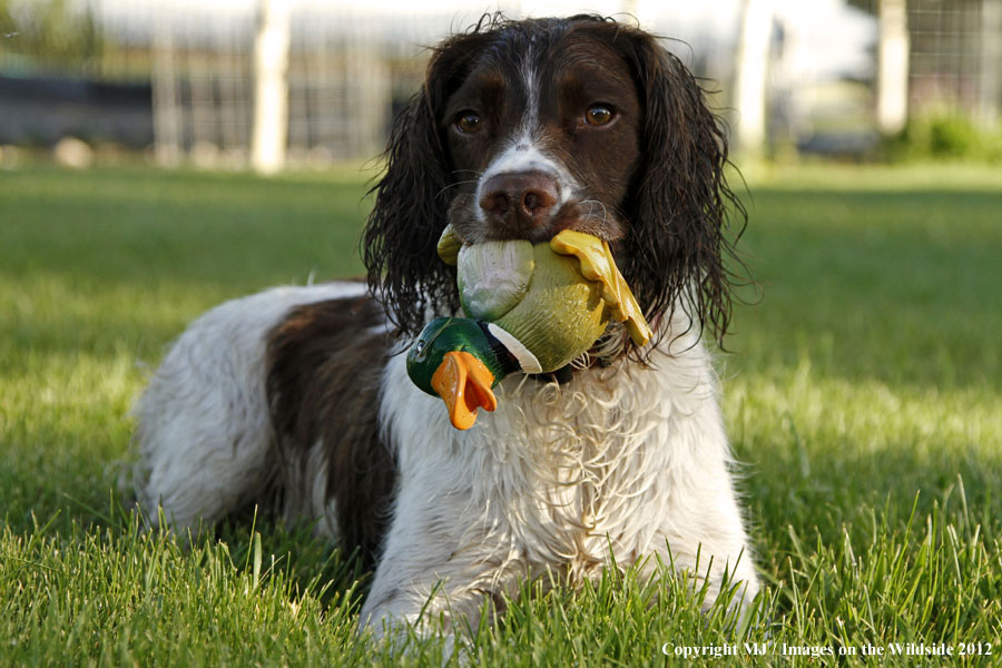 Springer Spaniel playing with a toy duck.