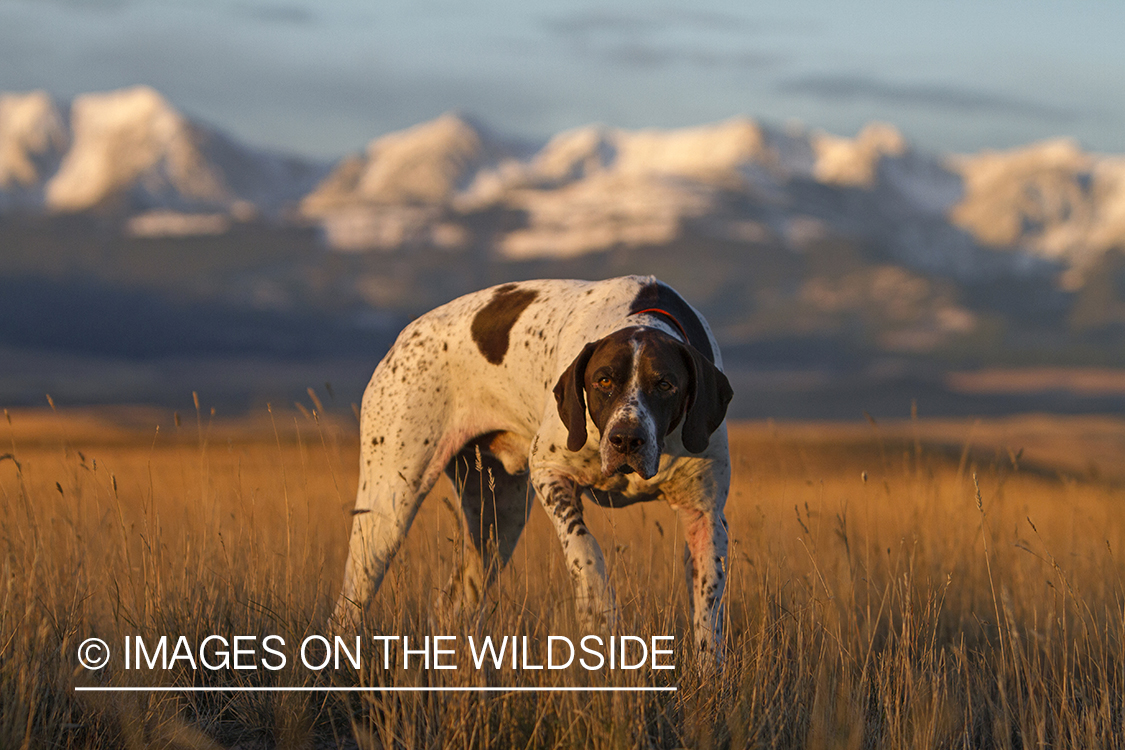 German Shorthaired Pointer in field. 