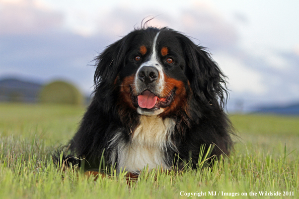 Bernese Mountain Dog. 