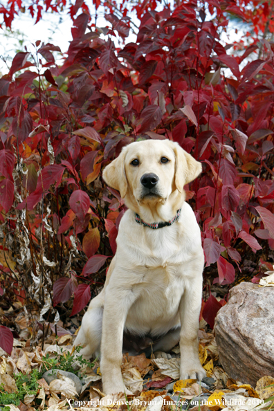 Yellow Labrador Retriever Puppy