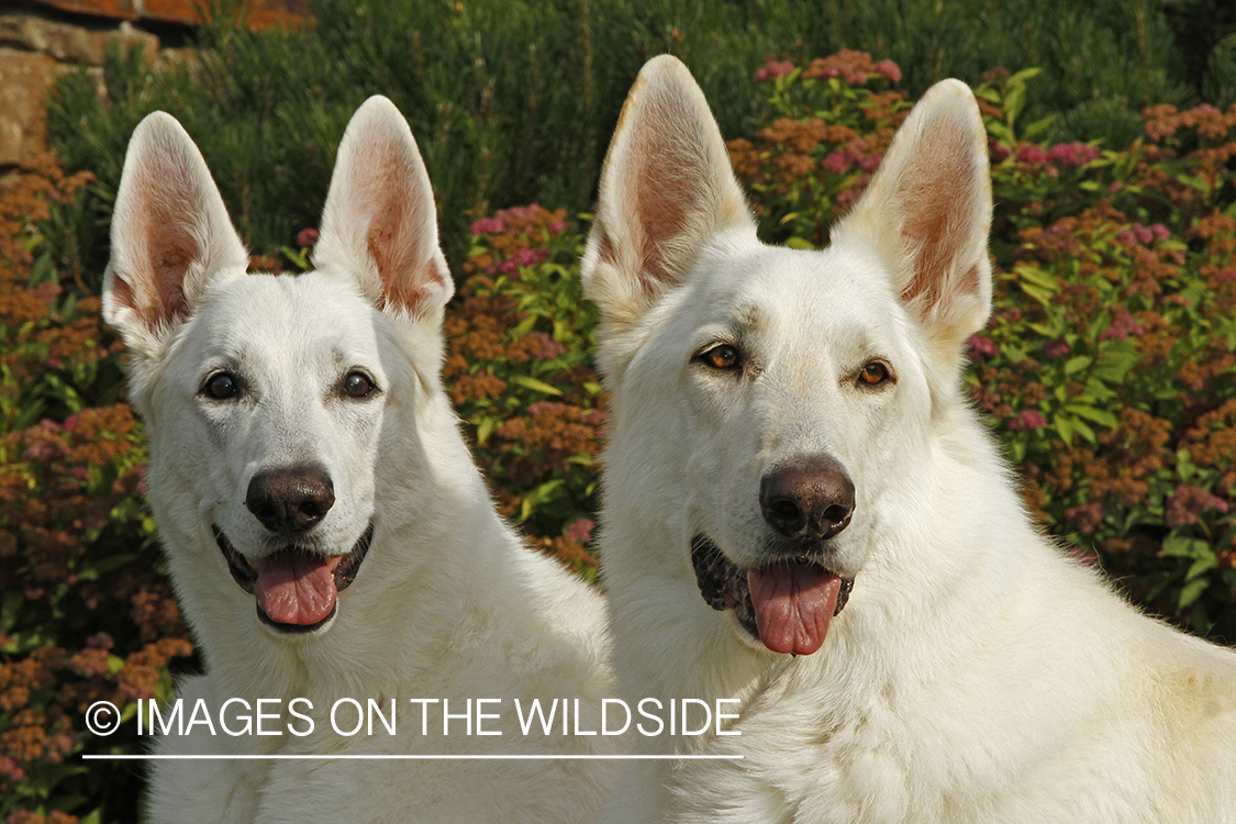 White German Shepherds