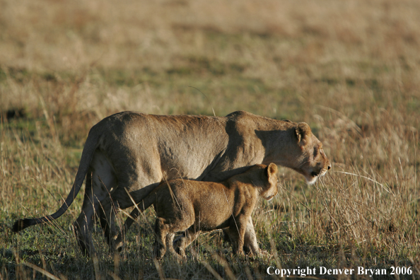 African lioness with cub