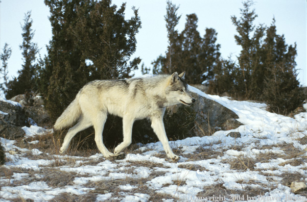 Gray wolf in winter habitat.