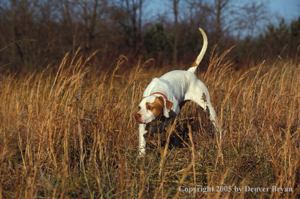 English Pointer.