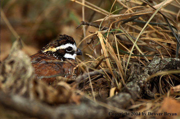 Bobwhite Quail.