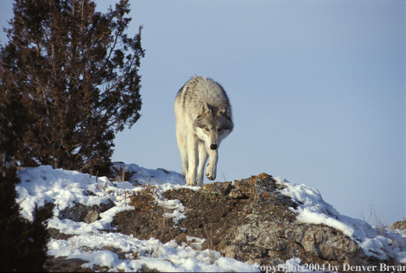 Gray wolf in winter habitat.