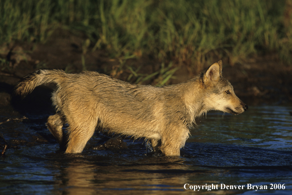 Grey wolf pup swimming in water.