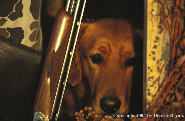 Golden Retriever with hunter.