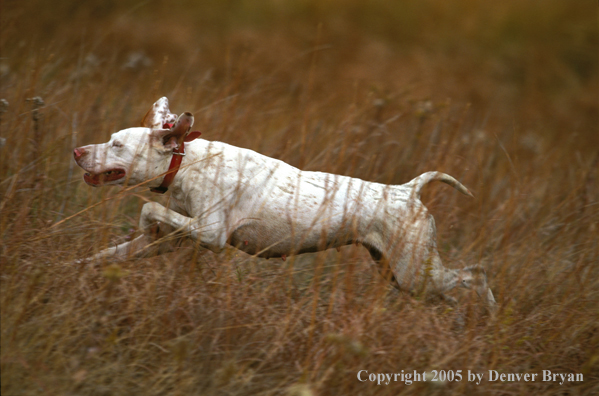 English Pointer running in field.