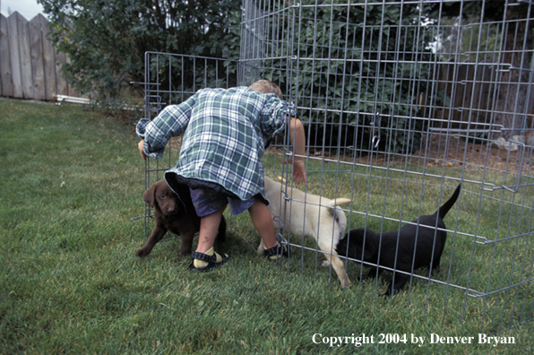 Child with yellow, chocolate, and black Labrador Retriever puppies