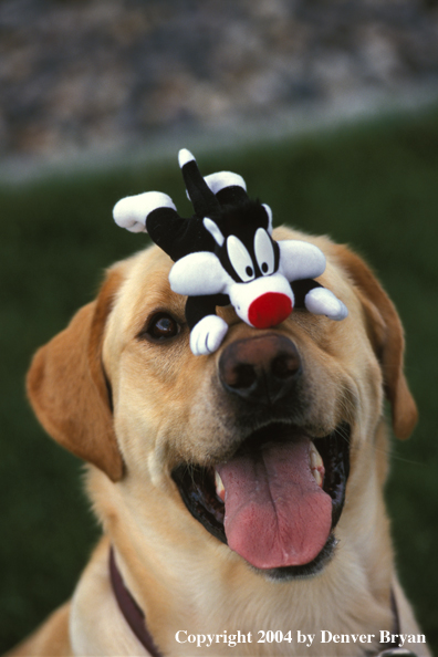 Yellow Labrador Retriever with toy on its nose