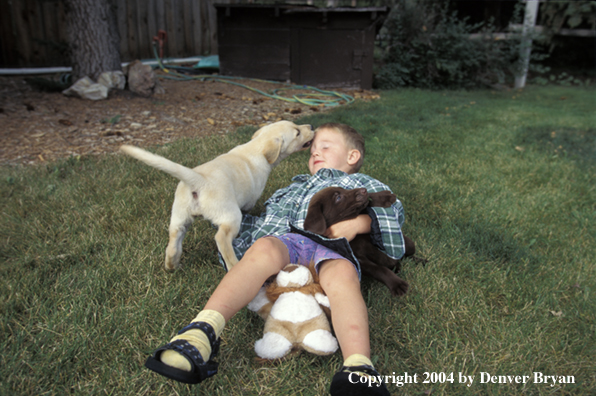 Child with yellow and chocolate Labrador Retriever puppies