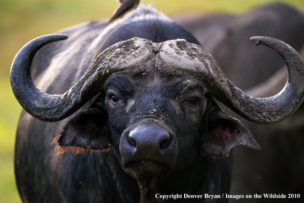 Cape Buffalo in habitat.