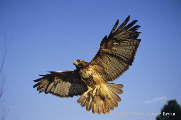 Red-tailed hawk in flight.