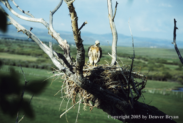 Red-tailed hawk chick in nest.