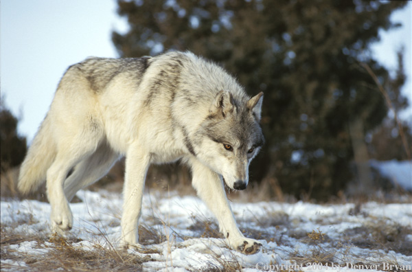 Gray wolf in winter habitat.