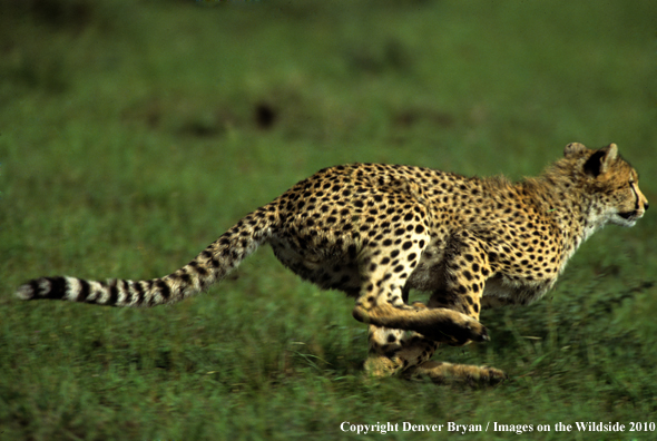 Cheetah chasing game