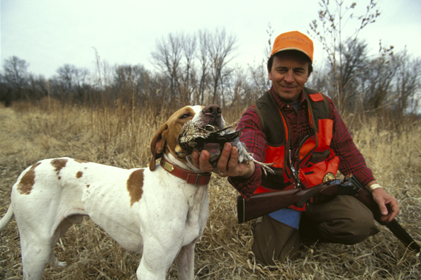 Upland bird hunter taking game from English Pointer.