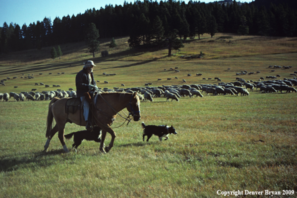 Rancher and sheep dog herding sheep
