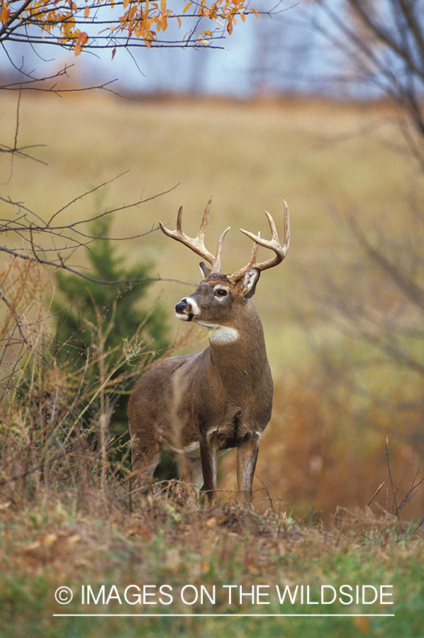 Whitetailed deer in habitat.