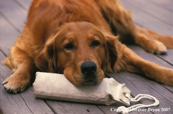 Golden Retriever with training dummy