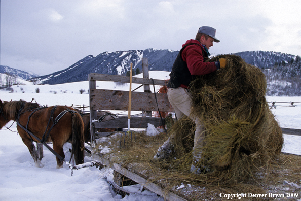Rancher throwing hay off sled