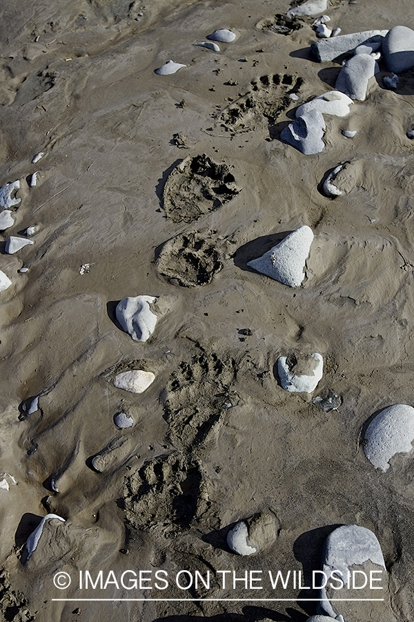 Brown Bear tracks in  mud. 