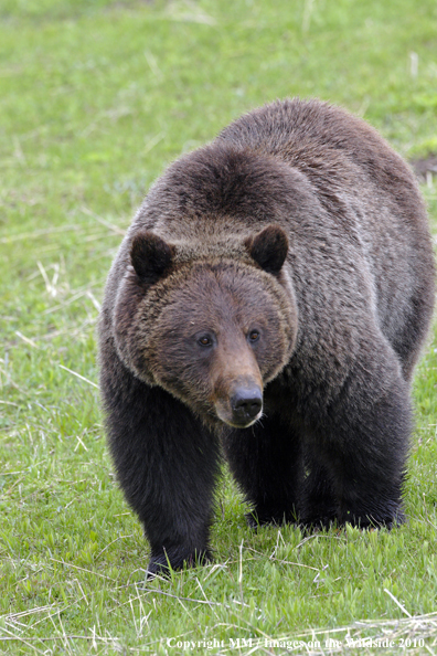 Grizzly Bear in habitat