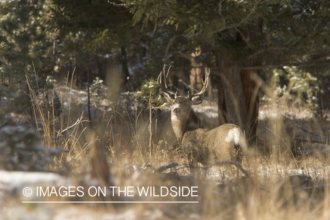 Mule deer buck in woods.