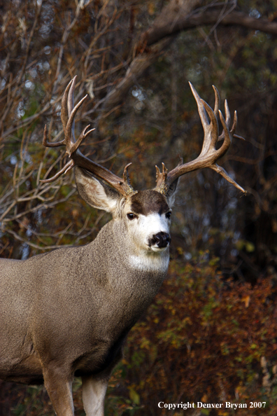Mule deer 