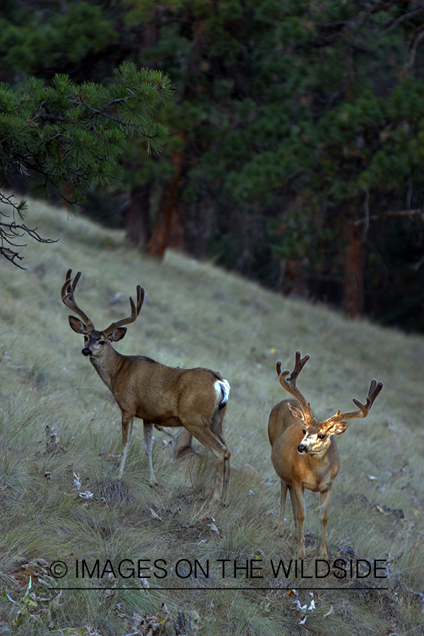 Mule Deer in Habitat