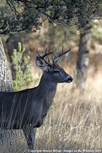 Coues white-tailed buck in field in Arizona. 