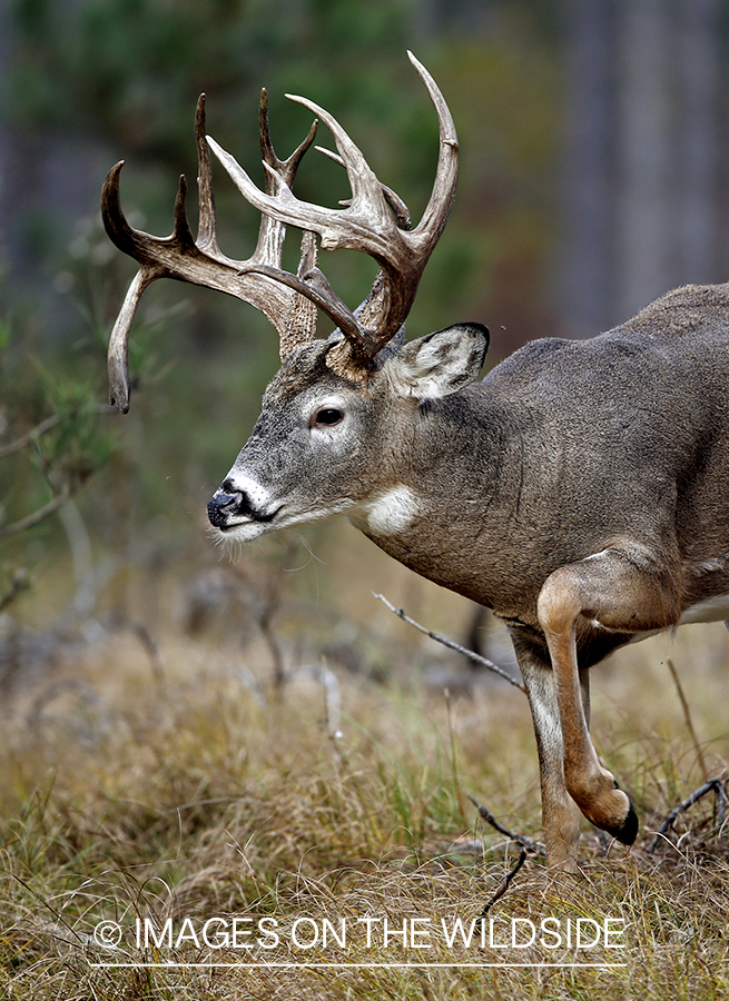 White-tailed buck in woods.