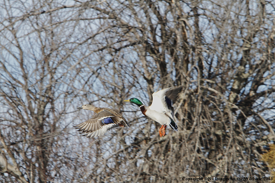 Mallards in flight.